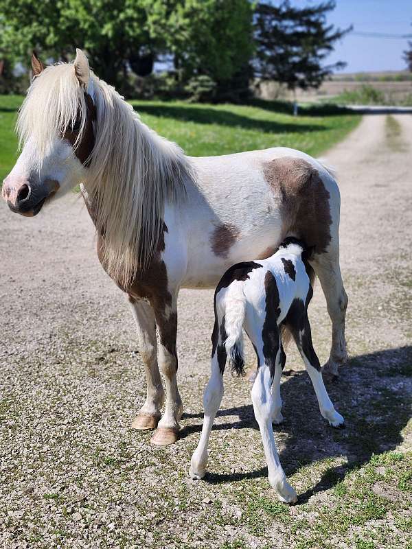 black-paint-stallion-foal
