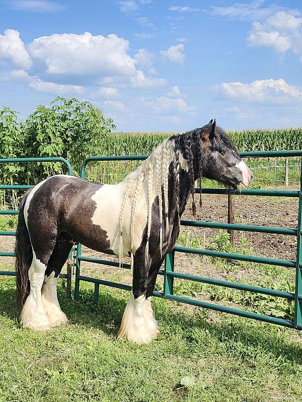 black-pony-stallion-foal