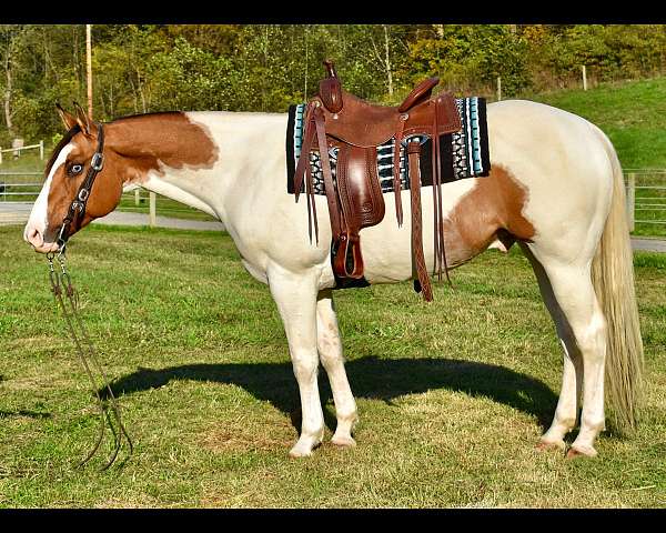 dun-marking-pony