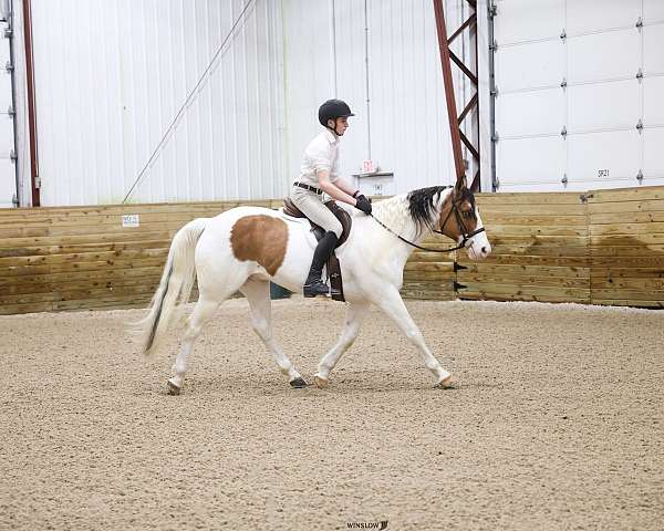 doctoring-cattle-paint-pony