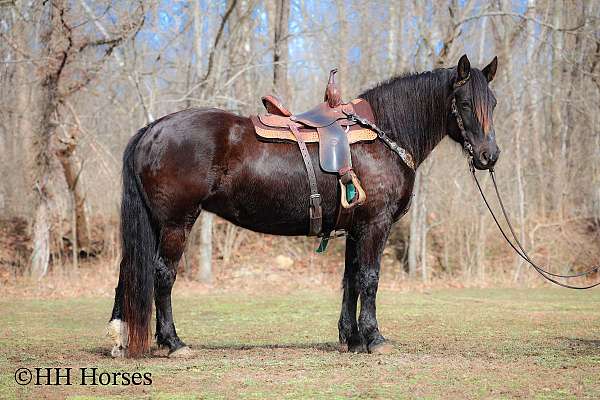 all-around-friesian-horse