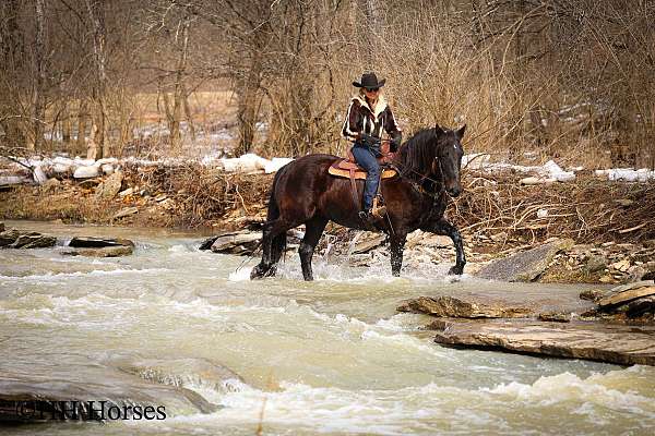 beginner-friesian-horse