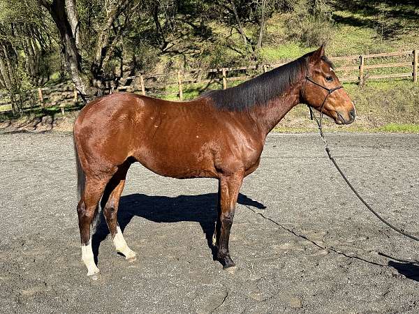 rear-socks-unique-blaze-horse