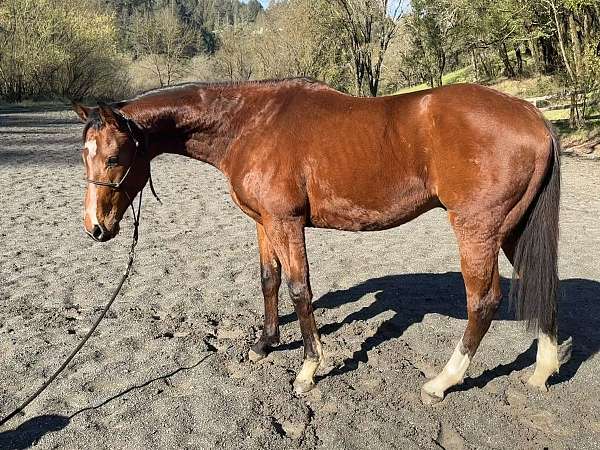 bay-rear-socks-unique-blaze-horse