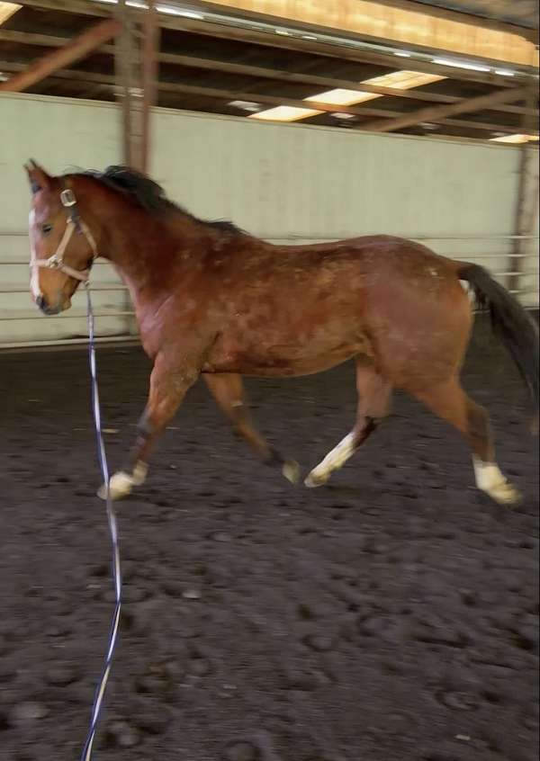 pickup-thoroughbred-horse