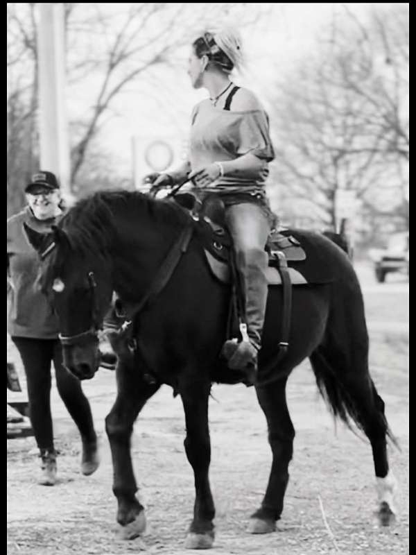 bolt-quarter-horse
