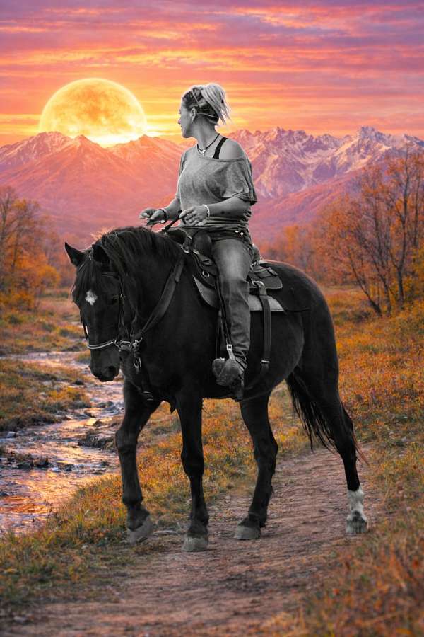 no-quarter-horse