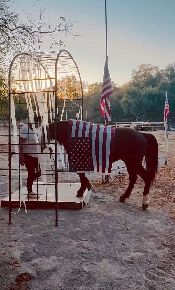bolt-gelding