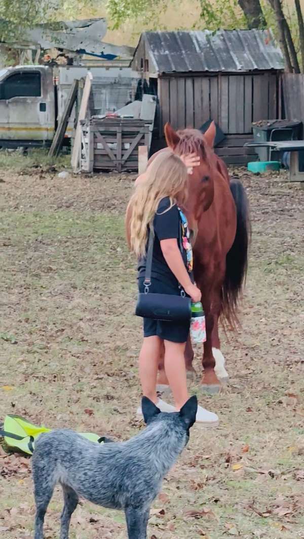 gentle-quarter-horse