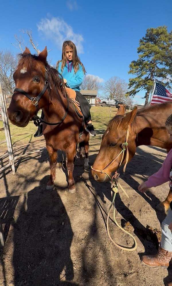 no-gelding