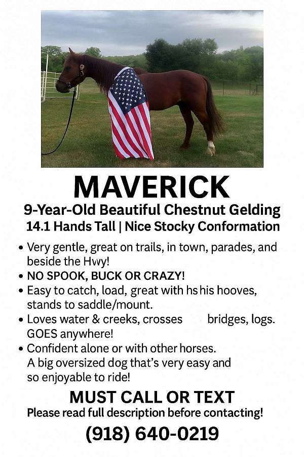 beautiful-quarter-horse