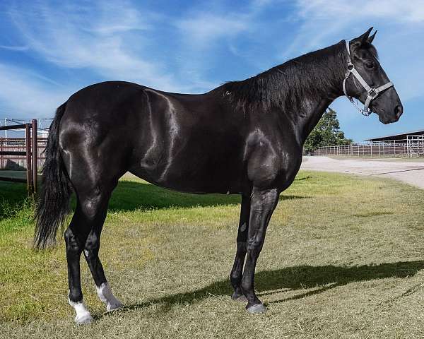 blue-roan-halter-pony
