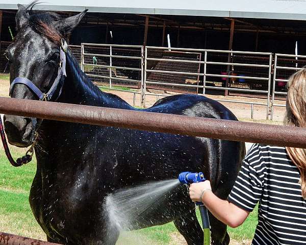 gaited-paint-pony