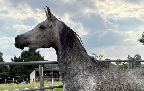 parti-white-2-feet-horse