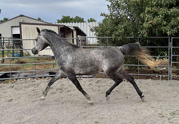 grey-parti-white-2-feet-horse