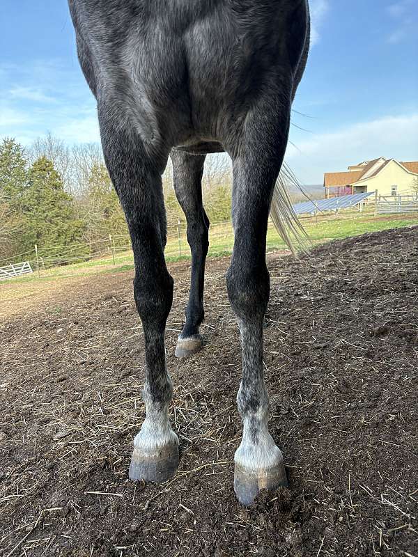 star-horse