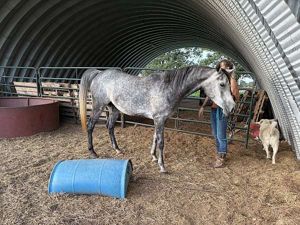 snip-horse