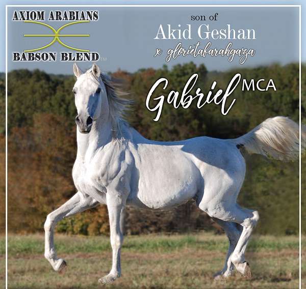 grey-star-horse