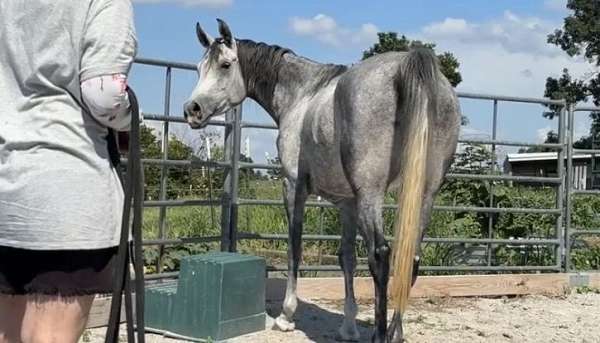 rare-find-arabian-horse