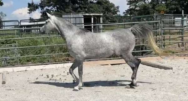 rare-find-mare