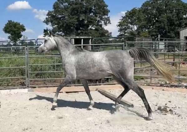 nabiel-horse