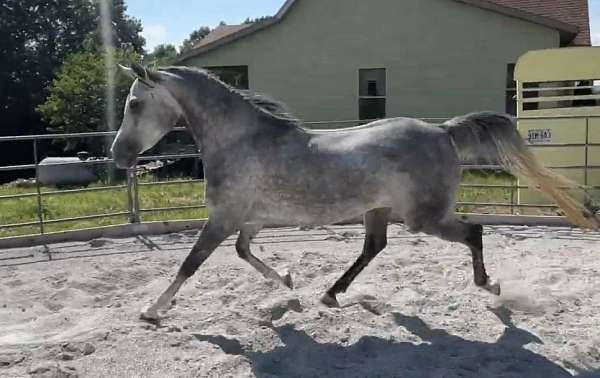 endurance-horse-mare