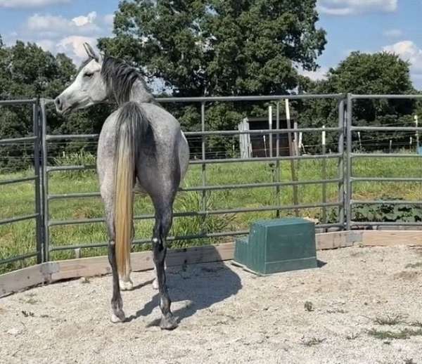 grey-snip-horse