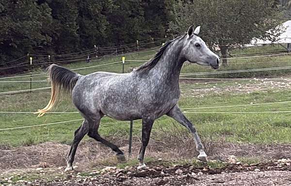 all-around-arabian-horse