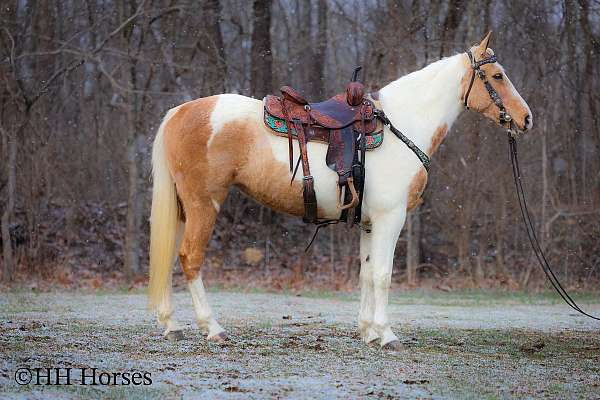 all-around-spotted-saddle-horse