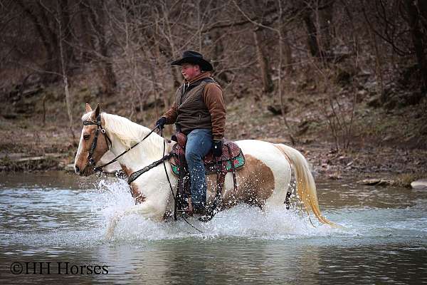 athletic-spotted-saddle-horse
