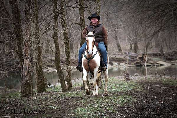 drill-team-spotted-saddle-horse