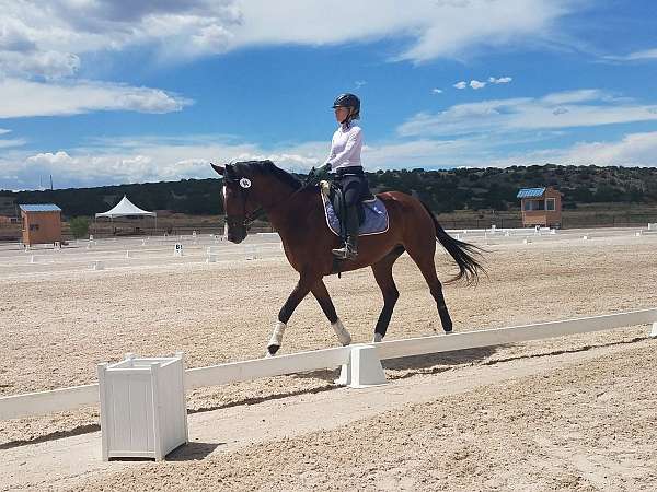 basics-warmblood-horse