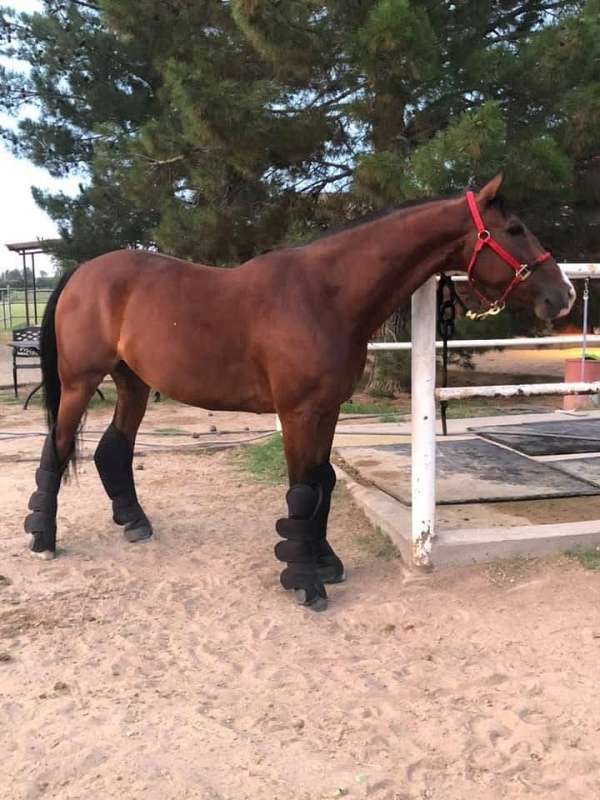 all-warmblood-horse