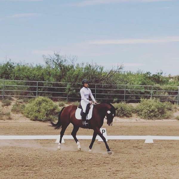 all-around-warmblood-horse