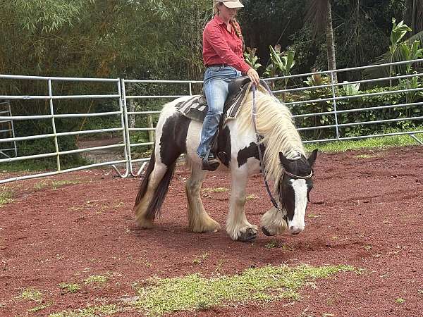 piebald-gvhs-pony
