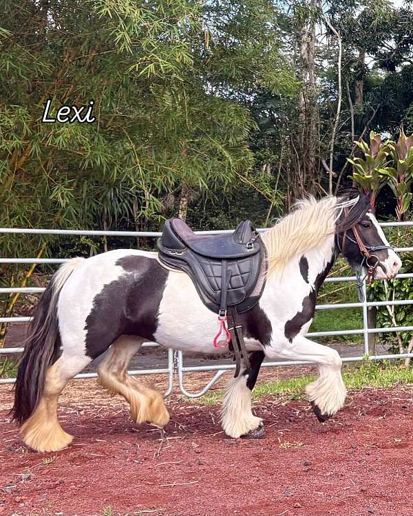 13-hand-piebald-pony