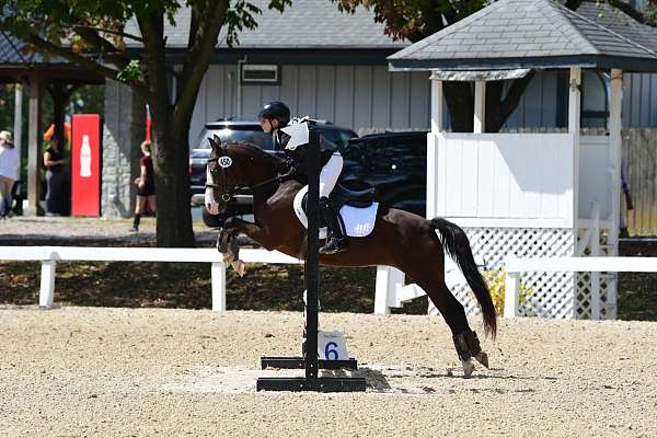 welsh-pony-for-sale