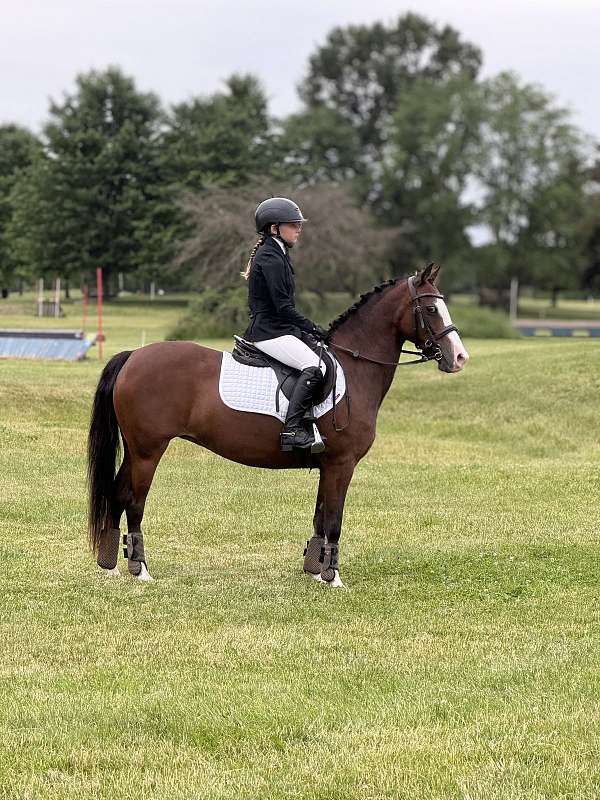 welsh-pony-mare
