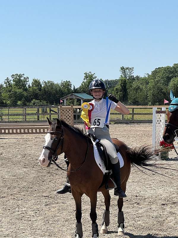 welsh-pony