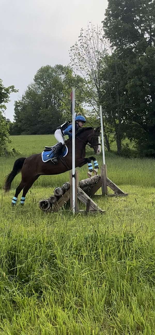 dressage-pony