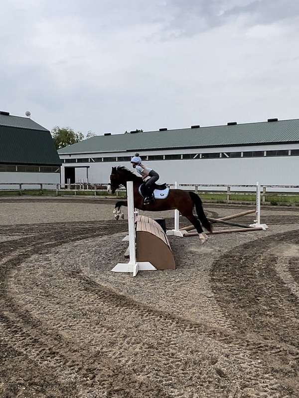 eventing-pony