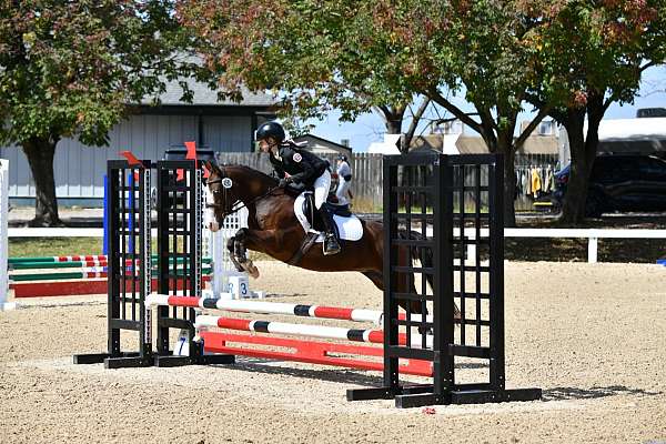 dressage