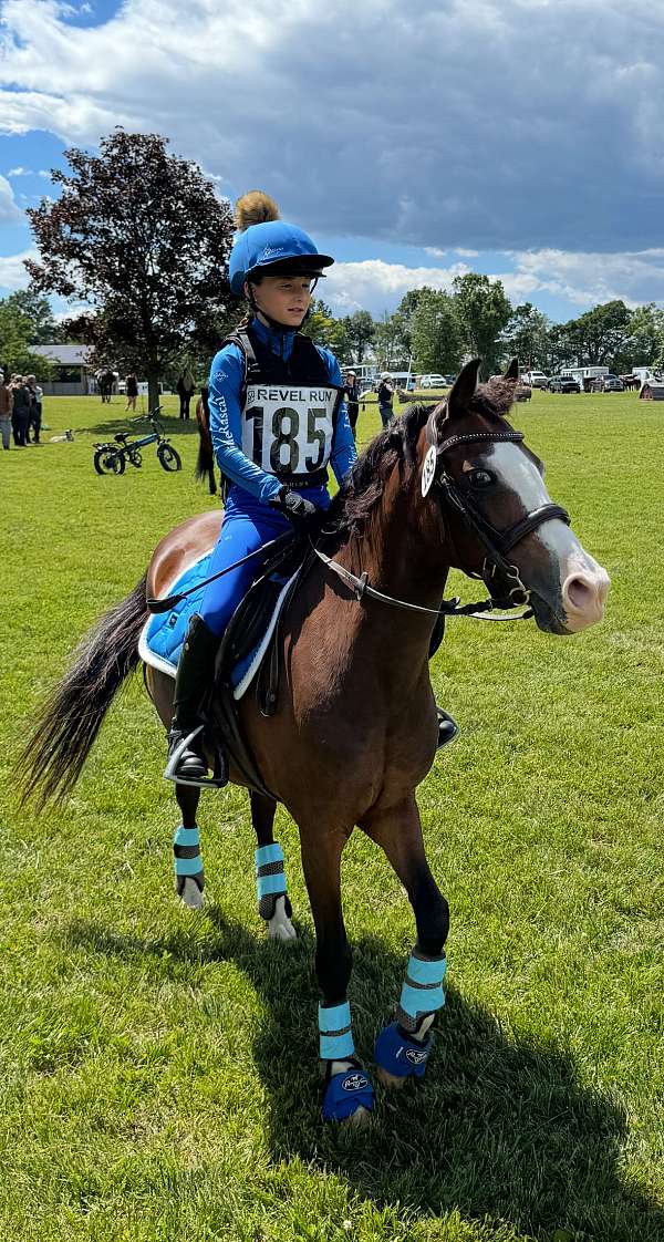 pony-club