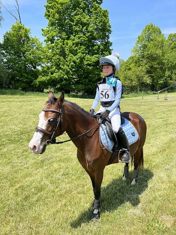 pony-for-sale