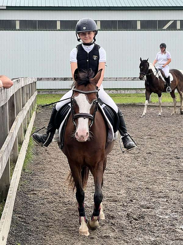 usef-pony
