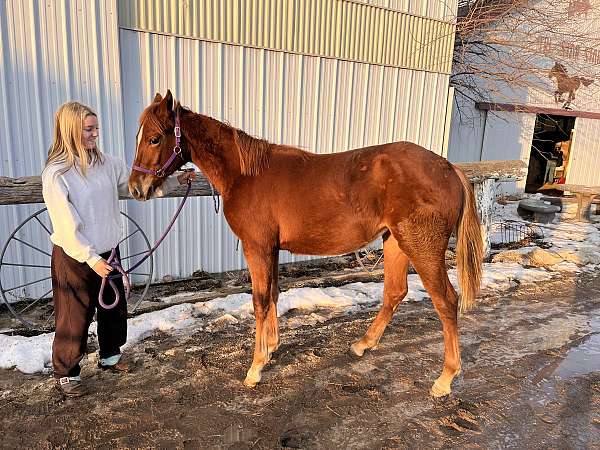 grand-sire-paint-horse