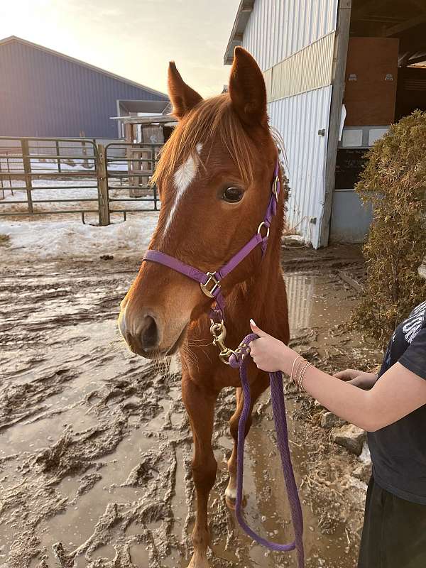 grand-sire-filly
