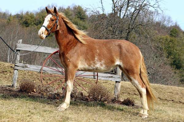 broodmare-tennessee-walking-horse