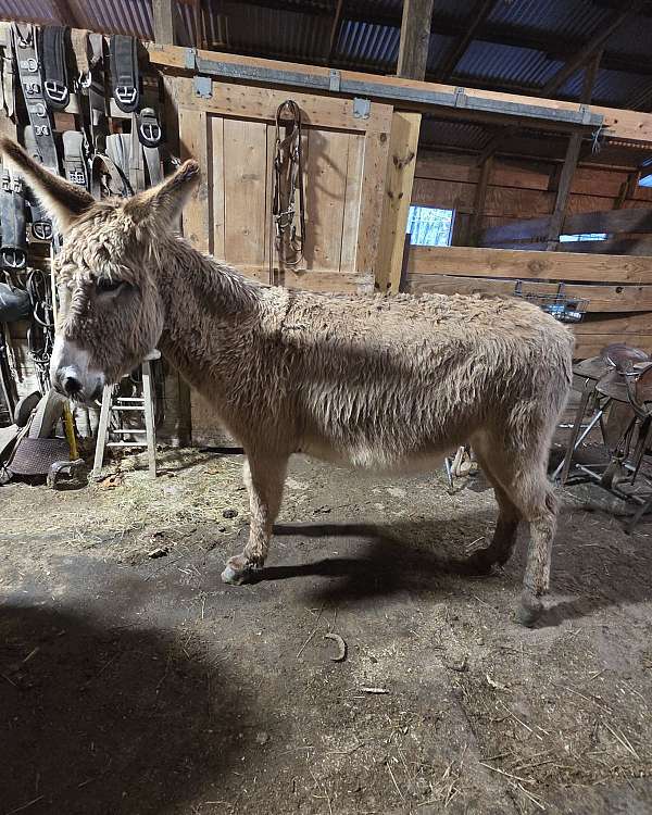 11-hand-grey-donkey