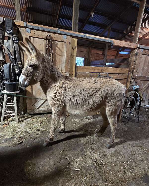 bred-foal